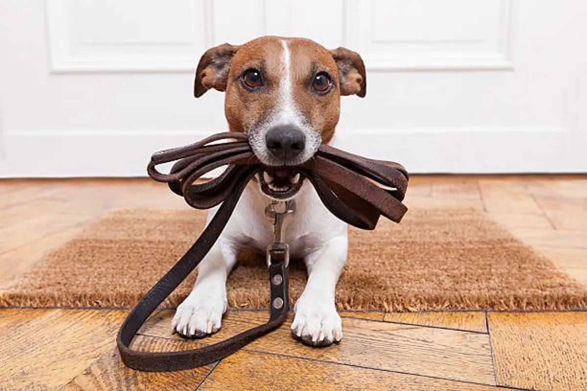A cheerful dog waits at the doorway with a leash, ready for a walk, set atop warm wooden floors and a welcoming doormat. The scene captures the anticipation and joy of pet ownership, emphasizing the home’s pet-friendly atmosphere.